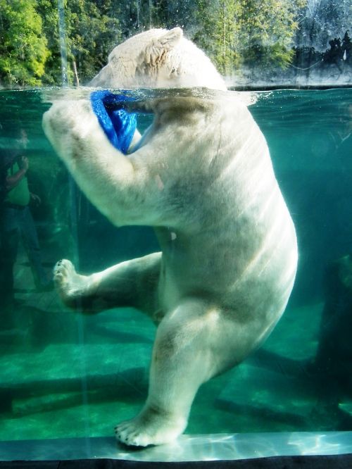 polar bear large water