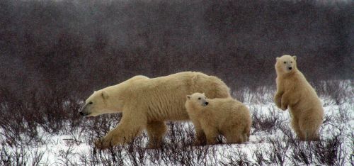 polar bear and cubs polar bear churchill canada