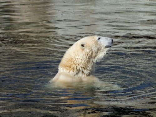 polar bear of ursus maritimus predator mammal