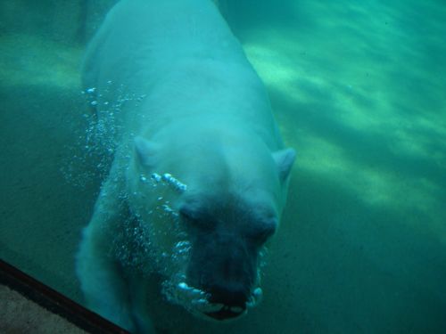 Polar Bear Under Water