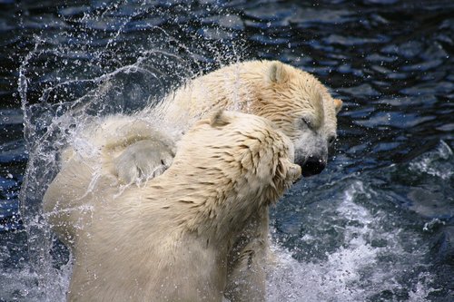 polar bears  zoo  hanover