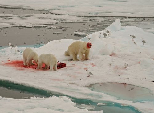 polar bears  feeding  arctic circle