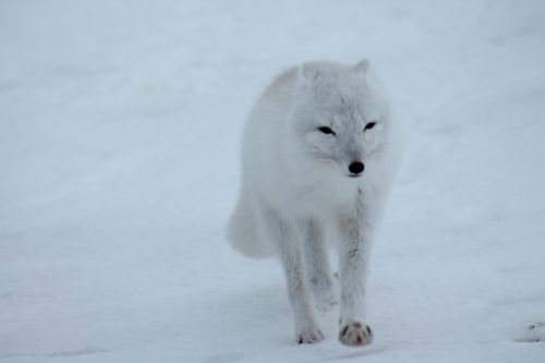 polar fox fox arctic