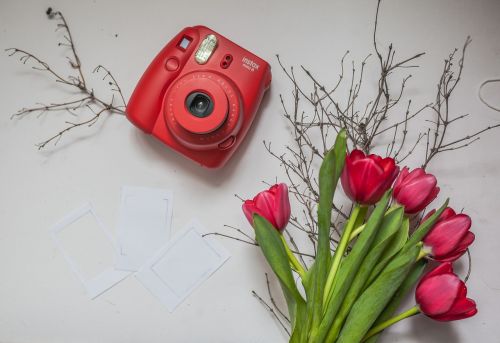 polaroid camera tulip