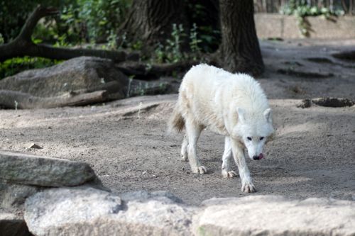 polarwolf wolf white forest