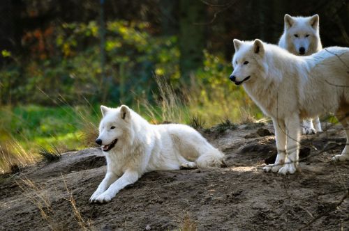 polarwolf wolf zoo