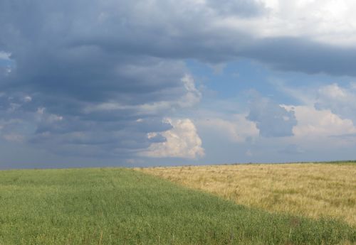 Field Of Two Colors