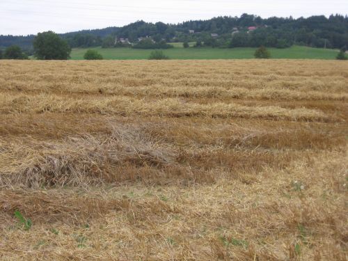Field After The Harvest
