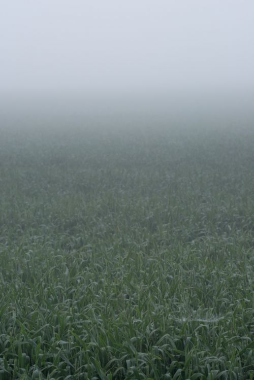 Fields In The Fog