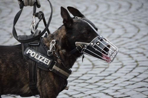 police police dog dog