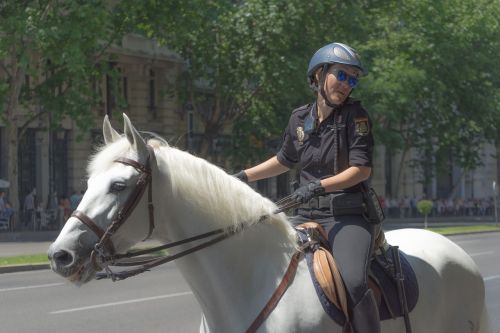 police horse mount