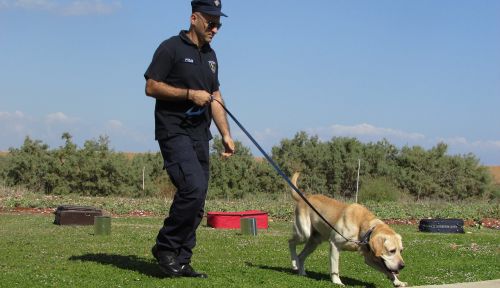 police dog training dog