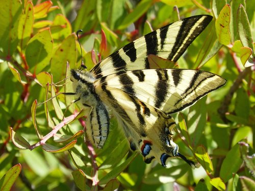 polidario  scarce swallowtail  butterfly