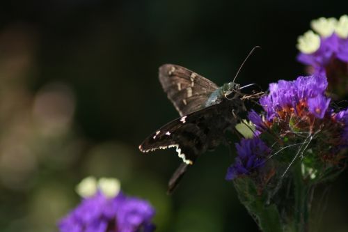 polilla cemetery butterfly
