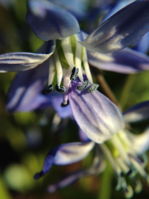 pollen flower macro