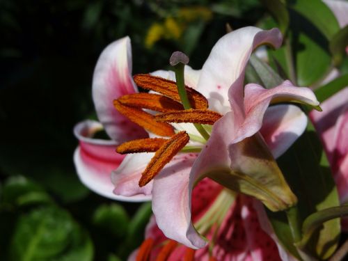 pollen pistil blossom