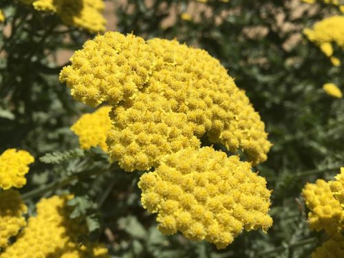 pollen flower summer