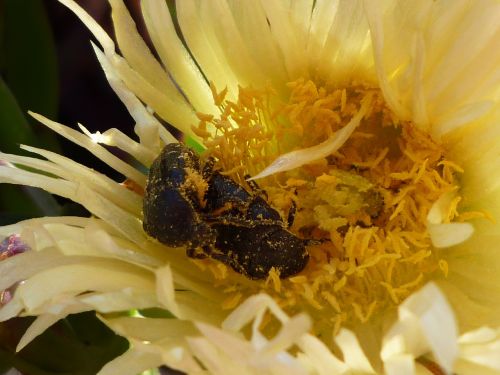 pollen beetle plant