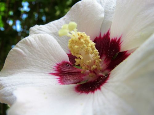 pollen rose of