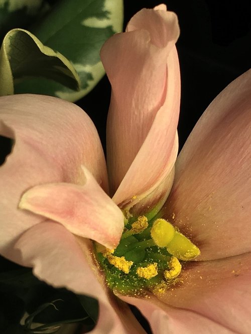 pollen  pistils  flowering