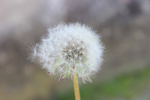 pollen  nature  izmit