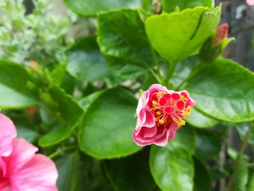 pollen  flowers  red