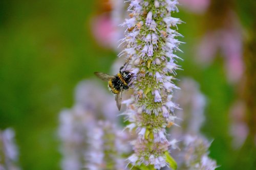 pollen  hummel  purple