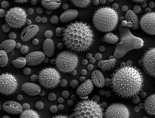 pollen microscope electron microscope