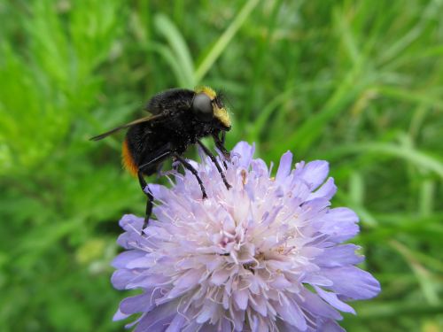 pollen flower insect