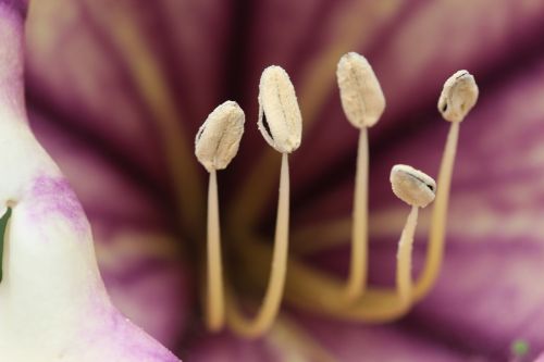 pollen flower nature