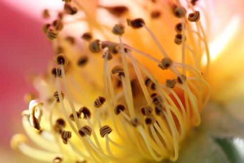 pollen close-up floral