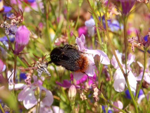 Pollen Covered Bee