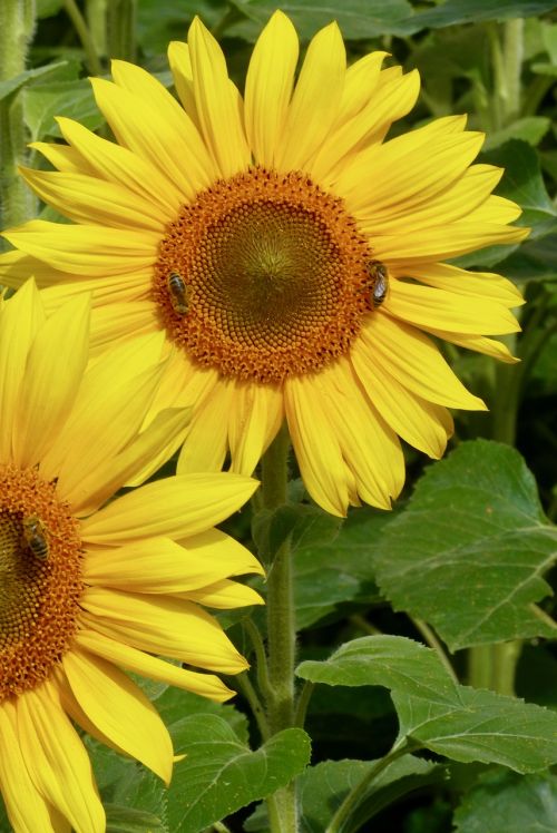 pollination bees sun flower