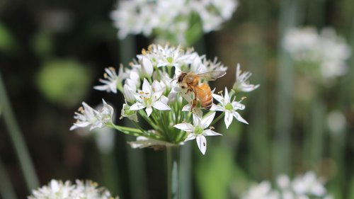 pollination  honeybee  garlic chives