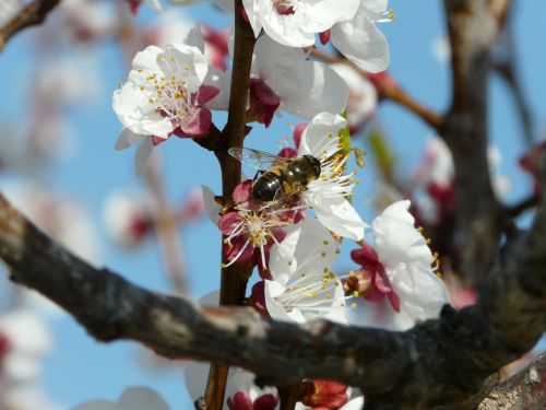 pollination bee flower