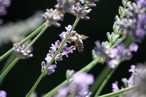 pollination bee lavender