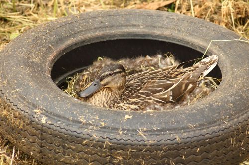pollution duck duck females