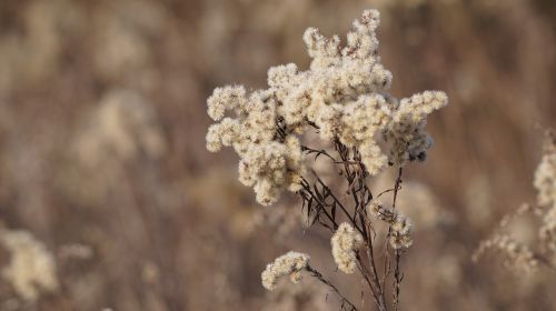 polny flower winter plant