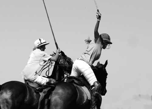 polo horse sport