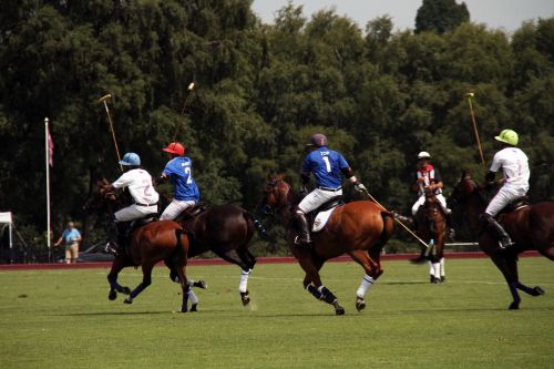 polo horses competition