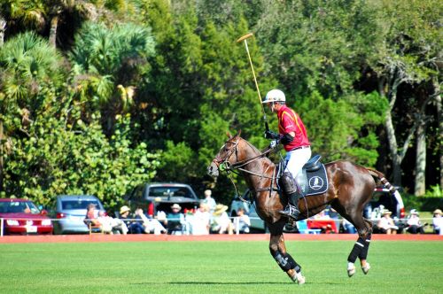 polo polo horse sport