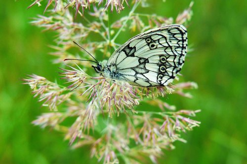 polowiec chess board  butterfly day  insect