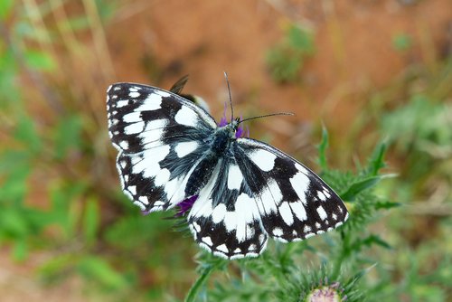 polowiec chess board  butterfly day  insect