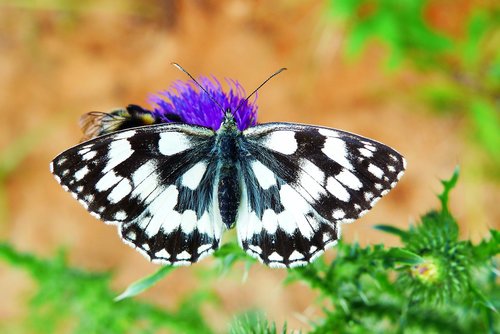 polowiec chess board  butterfly day  insect