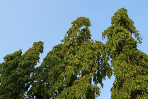polyalthia longifolia tree false ashoka