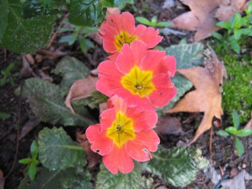 Polyanthus