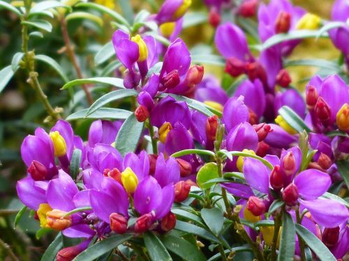 polygala chamaebuxus blossom bloom