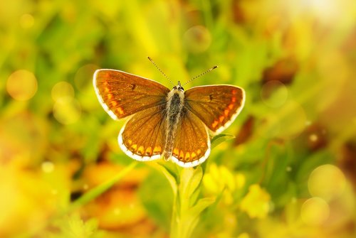 polyommatus agestis  butterfly day  insect