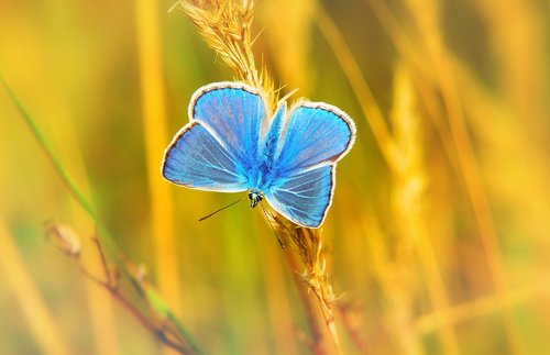 polyommatus icarus  tom  insect