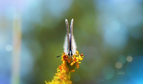 polyommatus icarus  insect  butterfly day